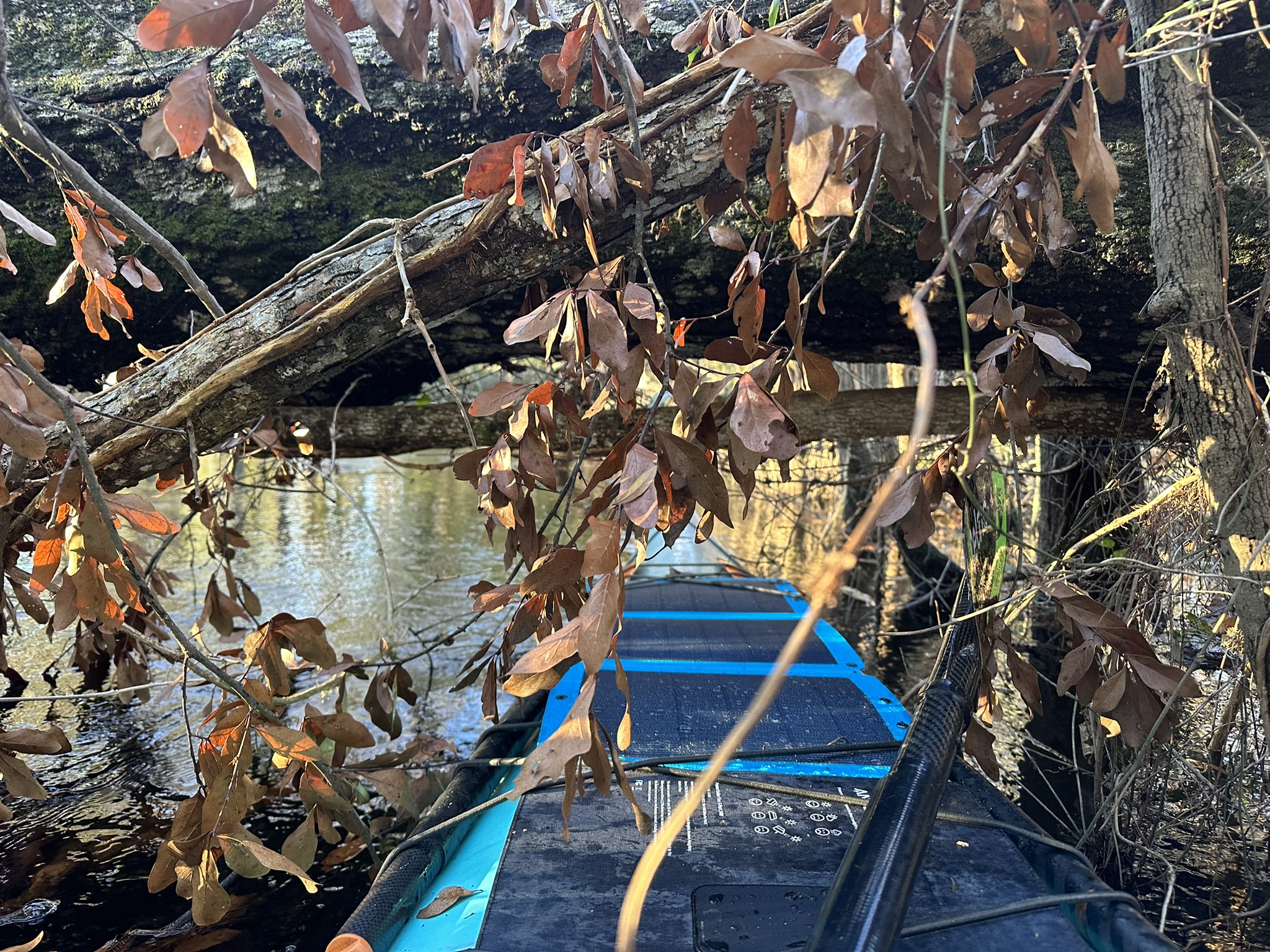 Part 3- Waccamaw River Through Paddle Series: Monday 12/19/2023