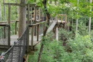 Elevated wooden walkway winding through lush greenery, offering a serene nature experience.